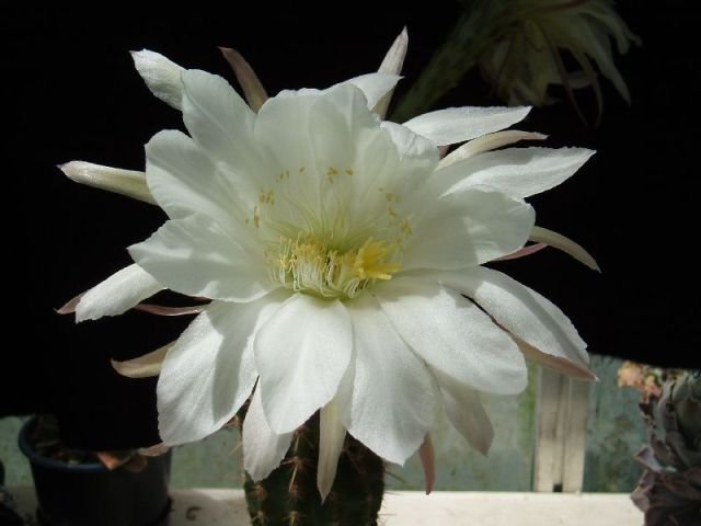 Echinopsis_albispinosa